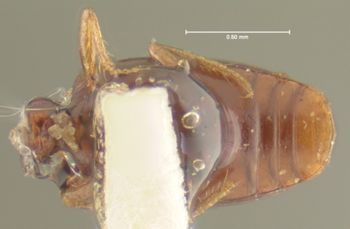 Media type: image;   Entomology 23851 Aspect: habitus ventral view